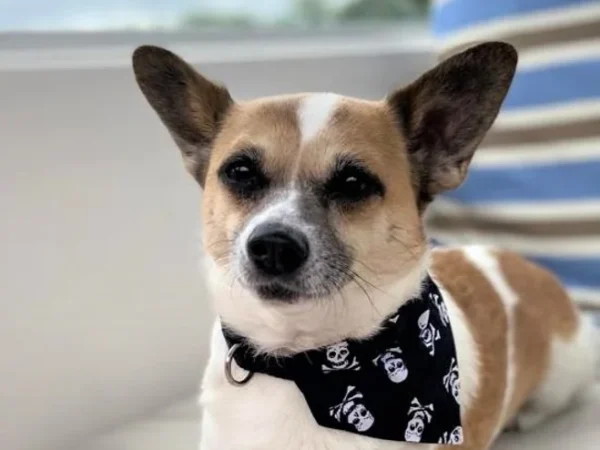 Woof Stuff Dog Bandana