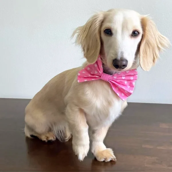 Woof Stuff Dog Dickie Bow