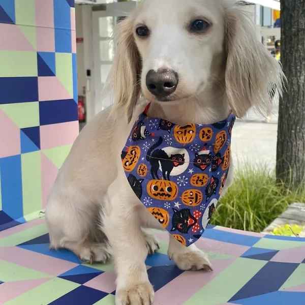 Woof Stuff Halloween Dog Bandana