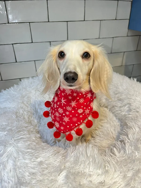 Woof Stuff Christmas Snowflakes Dog Bandana